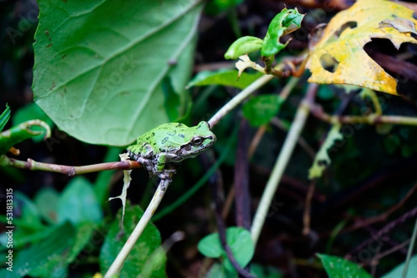 Obraz ニホンアマガエル