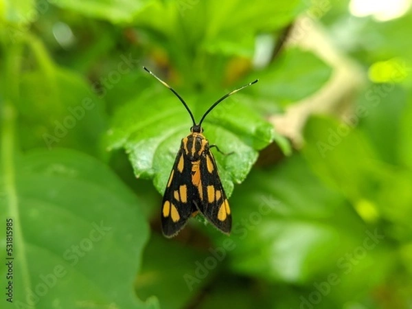 Obraz butterfly on leaf