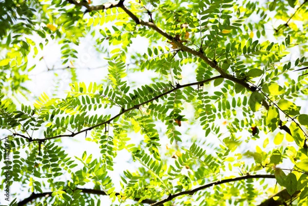 Fototapeta green leaves on a branch