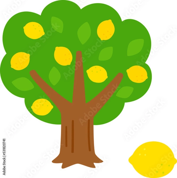 Fototapeta 実がついたレモンの木