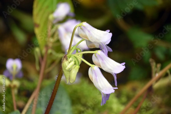 Fototapeta プリムリナ・アトログランデュロサ