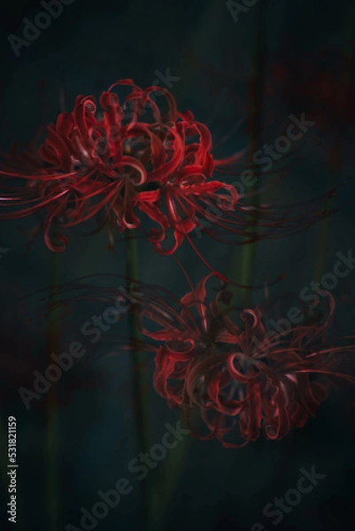 Fototapeta Lycoris radiata,
cluster‐amaryllis,red spider lily,in my garden.