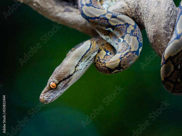 Obraz close up of a python