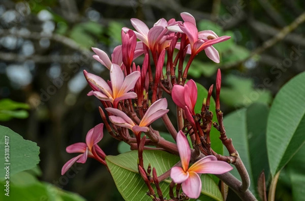 Obraz beautiful color authenticity