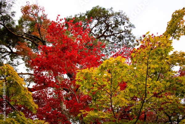 Fototapeta 가을 단풍