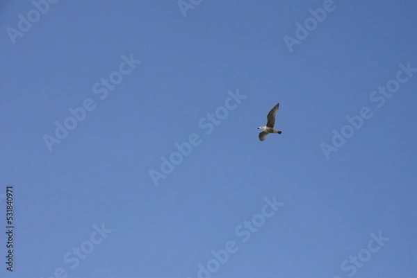 Fototapeta カモメ