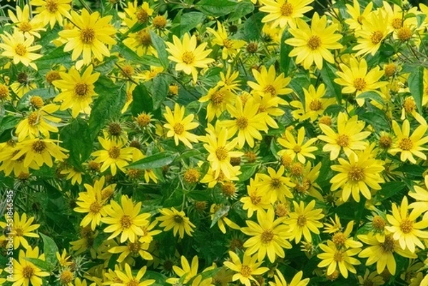 Fototapeta 鮮やかな黄色