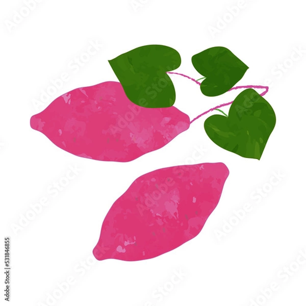 Obraz 手描きのさつまいも