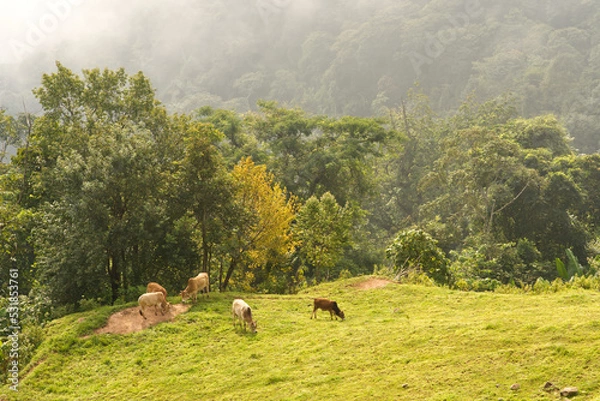 Fototapeta The scenery of green trees, and grasses with cows in the morning light from Thailand.