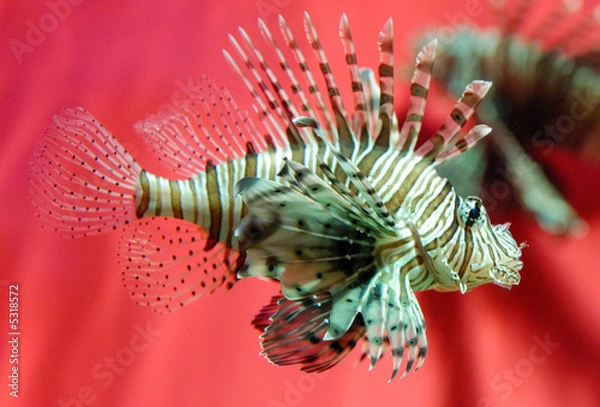 Obraz Lionfish