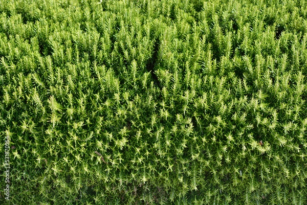 Obraz Rosemary leaves