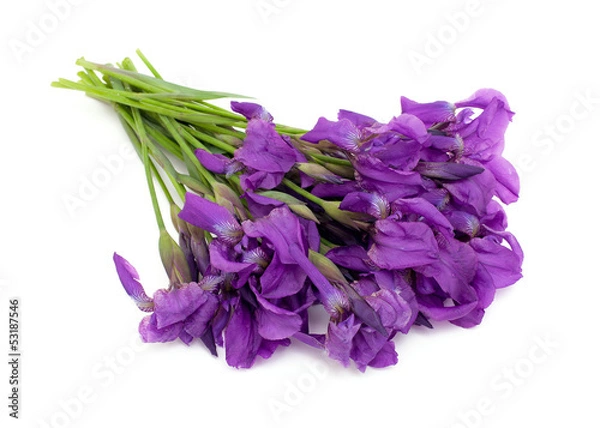 Obraz bunch of iris flowers