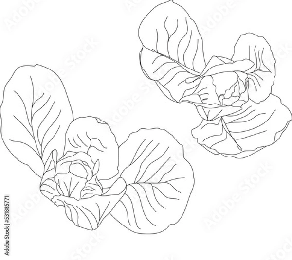 Fototapeta Cabbage illustration top view.
Vector vegetable garden. 