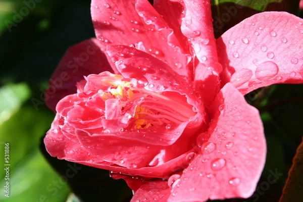 Obraz camelia