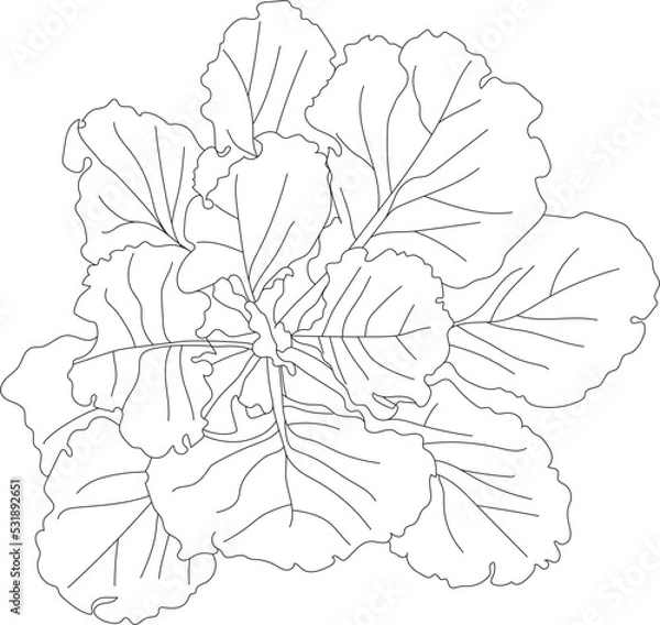 Fototapeta Top view salade vector drawing.