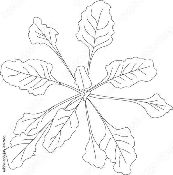 Fototapeta Top view vegetable sketch. Vector garden.