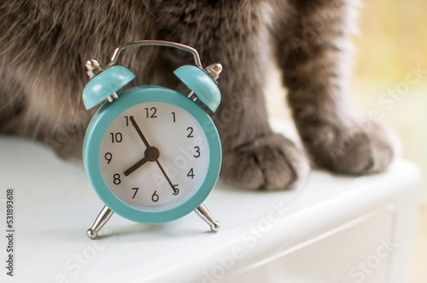 Fototapeta a small alarm clock in blue color on a blurry background of gray cat paws