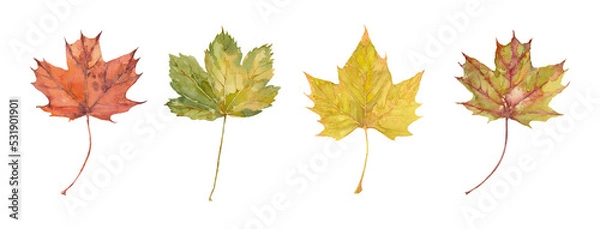 Fototapeta Four watercolor  autumn maple leaves. Set of yellow, orange, red and green leaves. Hand-drawn art for greeting cards, invitations and interior decoration. Isolated illustration on white background.