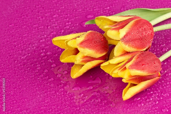 Obraz Mokre tulipany