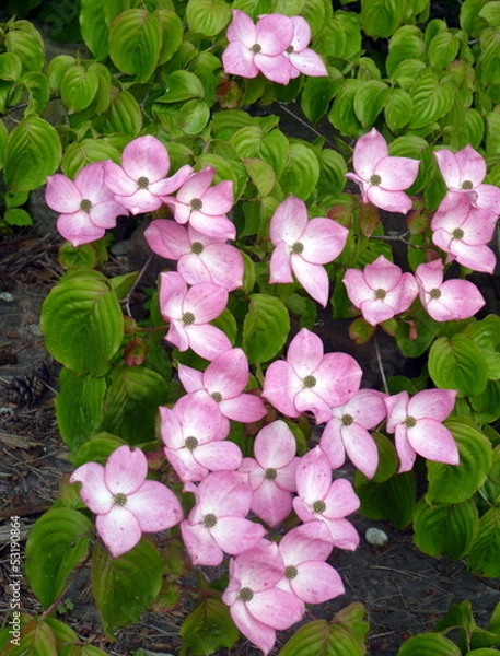Obraz Cornus Kousa