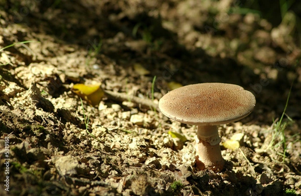 Fototapeta Waldpilz,