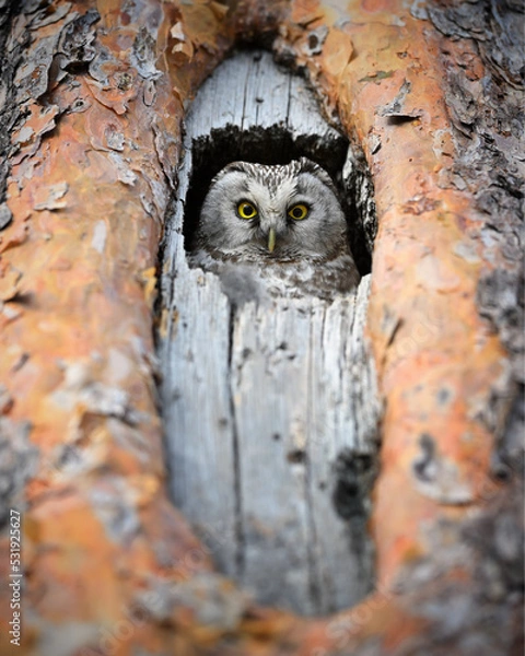 Obraz Boreal owl female watching out from beautiful hole nest in the old red pine tree