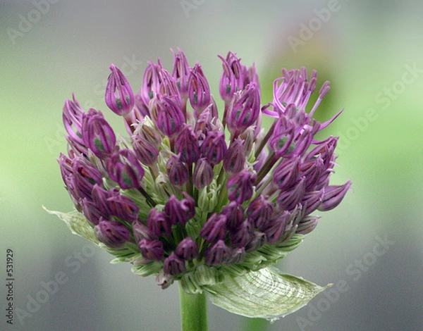 Obraz an opening blossom