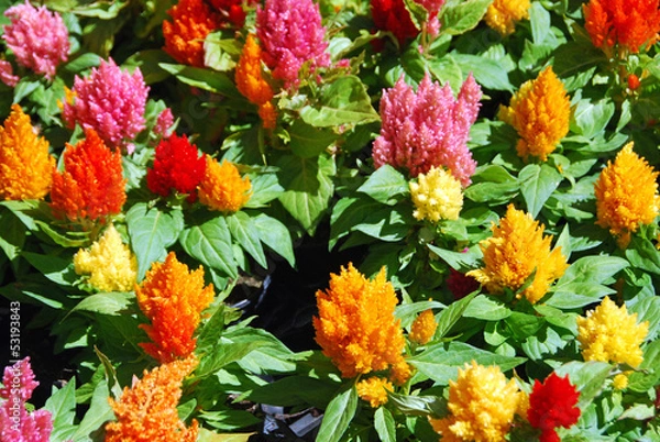 Obraz Colorful celosia