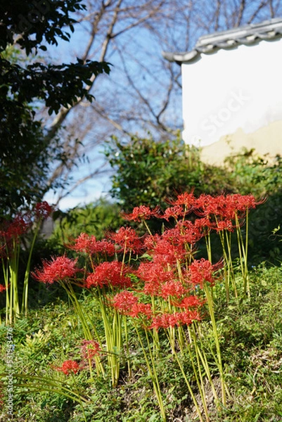 Obraz 古寺と彼岸花