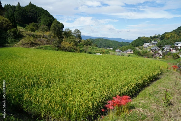 Obraz 飛鳥の棚田