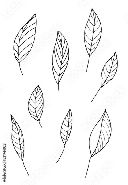 Fototapeta Hand drawn illustration of branches, leaves and flowers. Design elements