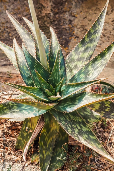 Obraz Mediterrane grüne Pflanze Spanien, Mallorca