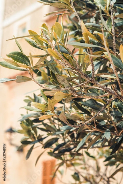 Obraz Close-up vom Olivenbaum Mallorca, Spanien