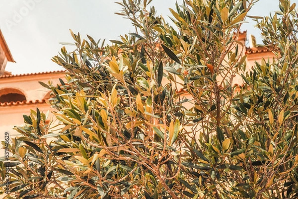 Obraz Close-up vom Olivenbaum Mallorca, Spanien