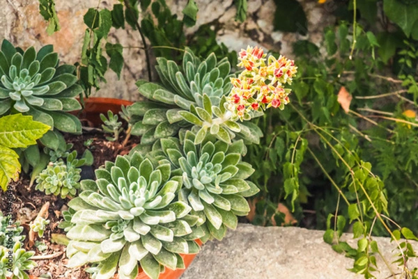 Obraz Sukkulenten im Topf, Spanien