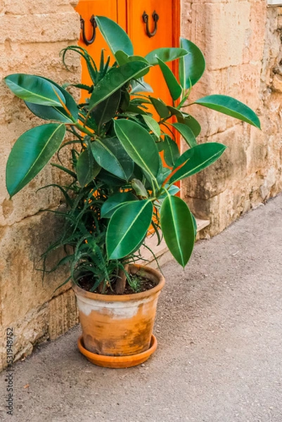 Obraz Mediterrane Pflanze in einer spanischen Gasse