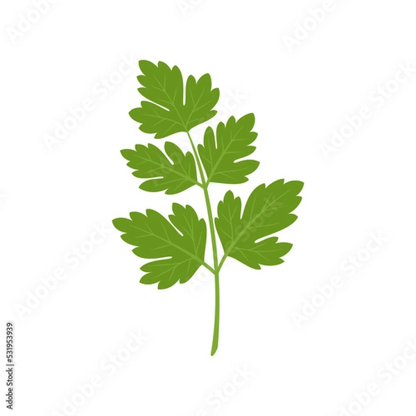 Obraz Parsley isolated on white background. Herbs. Vector illustration. Flat style.