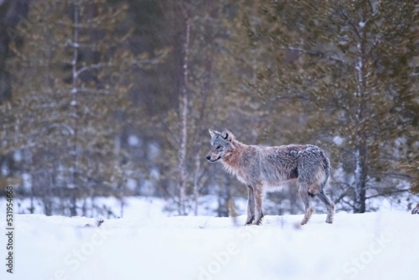 Fototapeta Shy gray wolf displaying in the white winter snow in the forest at night