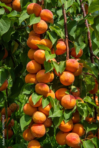 Fototapeta Apricots hanging on tree branches. Agriculture and harvesting concept.