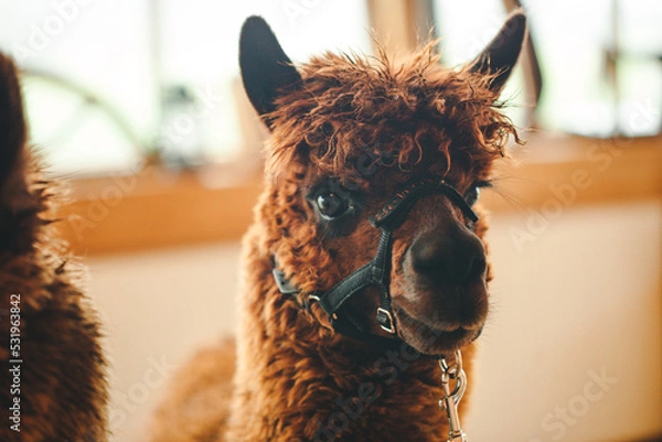 Fototapeta llama alpaca two animals brown color in nature at the ceremony animals at the wedding