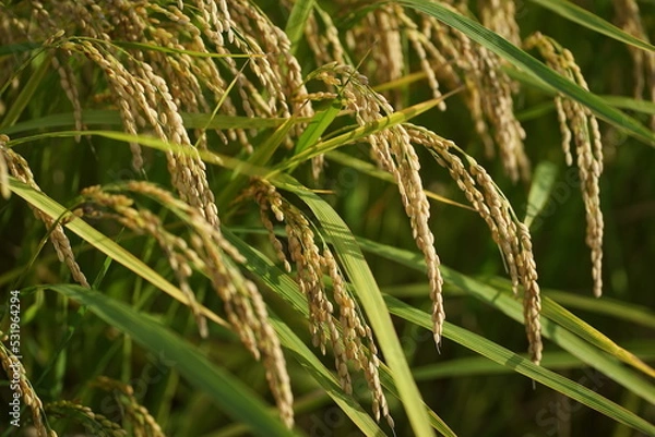 Fototapeta 稲　米　収穫
