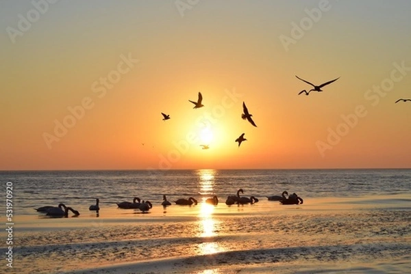 Obraz sunset on the beach