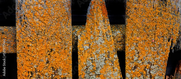 Obraz Old Weathered Wooden Fence with Moss and Lichens