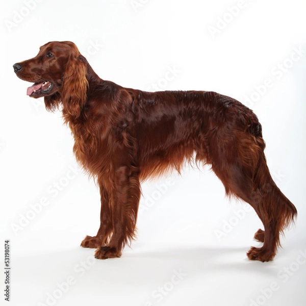 Obraz Irish Setter