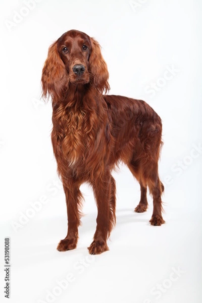 Obraz Irish Setter