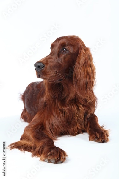 Obraz Irish Setter