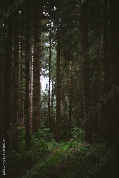 Obraz Fairy tale in the forest
