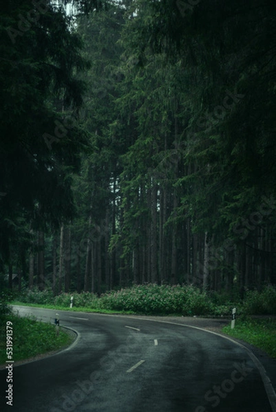 Obraz Beautiful green forest with black road