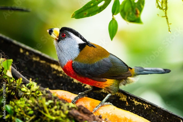 Obraz Toucan Barbet