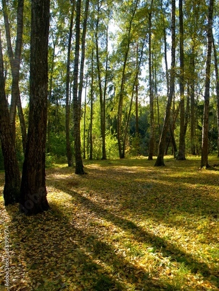 Fototapeta path in autumn forest